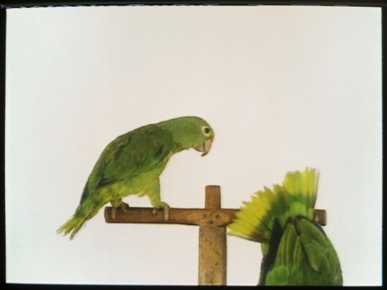 Juan Manuel Echavarría. Guerra y pa’. 2001. Single channel video. 9:00 min, color, sound. Ausstellung “The Tower of Babel“, Grisebach, Zürich