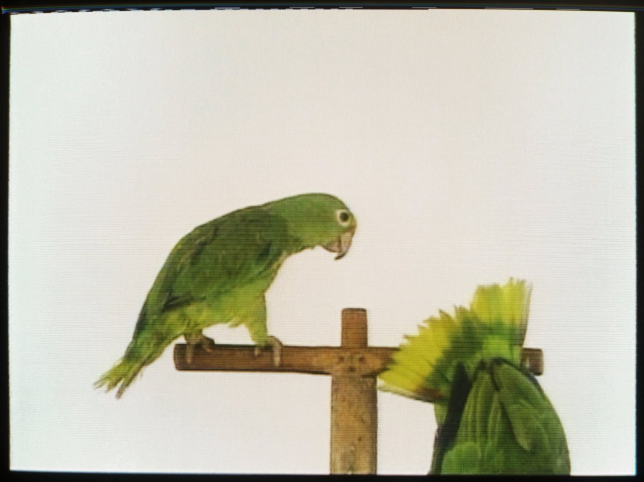 Juan Manuel Echavarría. Guerra y pa’. 2001. Single channel video. 9:00 min, color, sound. Ausstellung “The Tower of Babel“, Grisebach, Zürich.
