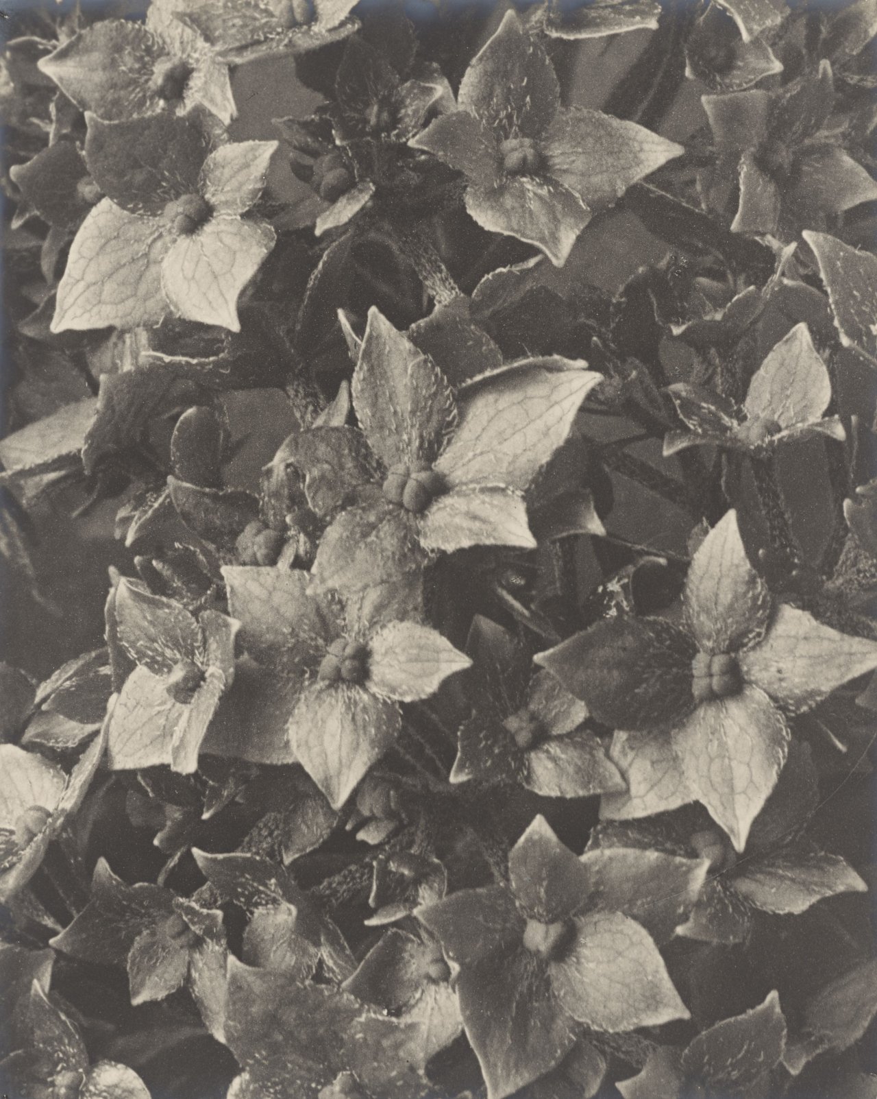 Auf diesem Bild ist das folgende Kunstwerk zu sehen: Karl Blossfeldt. Hydrangea macrophylla, Hortensie. 1915/25.