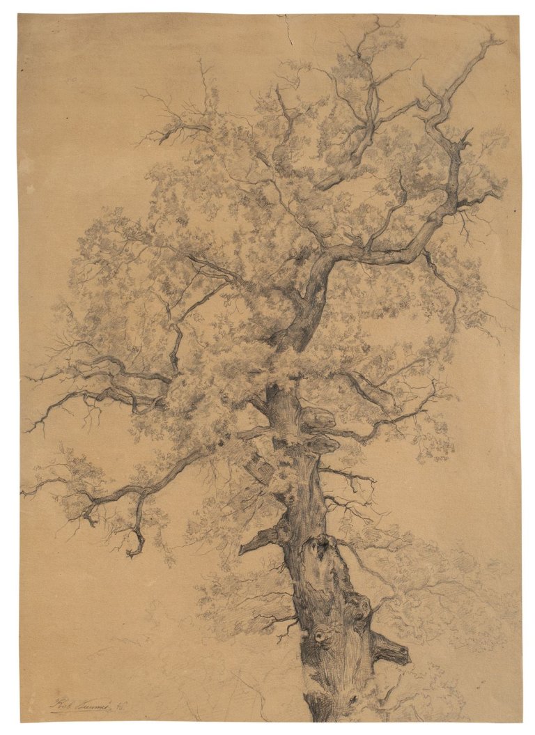 Auf diesem Bild ist das folgende Kunstwerk zu sehen: Carl Robert Kummer. Baumstudie. 1846.