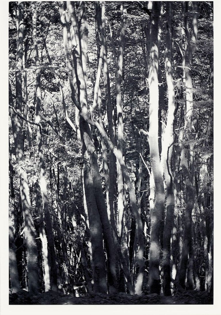 Auf diesem Bild ist das folgende Kunstwerk zu sehen: Wolfgang Tillmans. „Wald (Tierra del Fuego) II“. 2010.