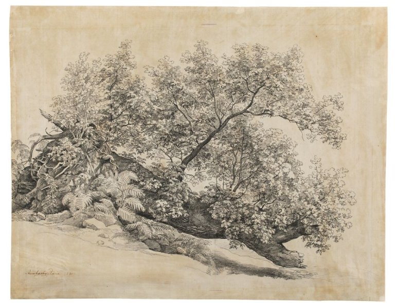 Auf diesem Bild ist das folgende Kunstwerk zu sehen: Johann Christian Reinhart. Baumstudie „Ariccia“. 1801.