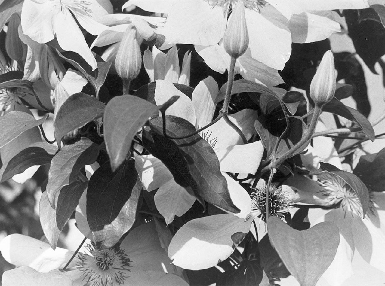Auf diesem Bild ist das folgende Kunstwerk zu sehen: Albert Renger-Patzsch. Clematis / Drehfrucht. 1928.