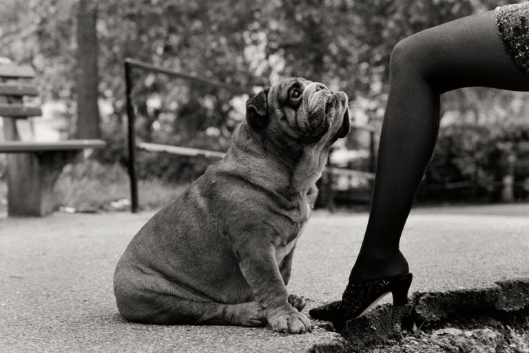 Auf diesem Bild ist das folgende Kunstwerk zu sehen: Elliott Erwitt. „New York City“. 1989.