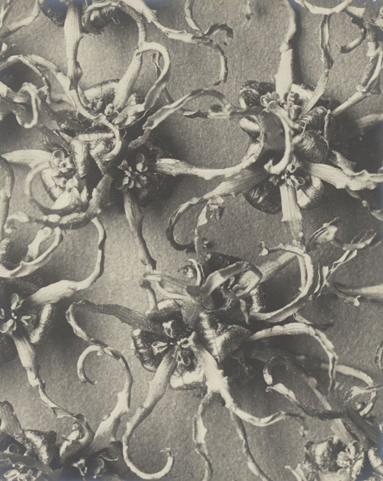 Auf diesem Bild ist das folgende Kunstwerk zu sehen: Karl Blossfeldt. Hamamelis japonica, Zaubernuss. 1915/25.