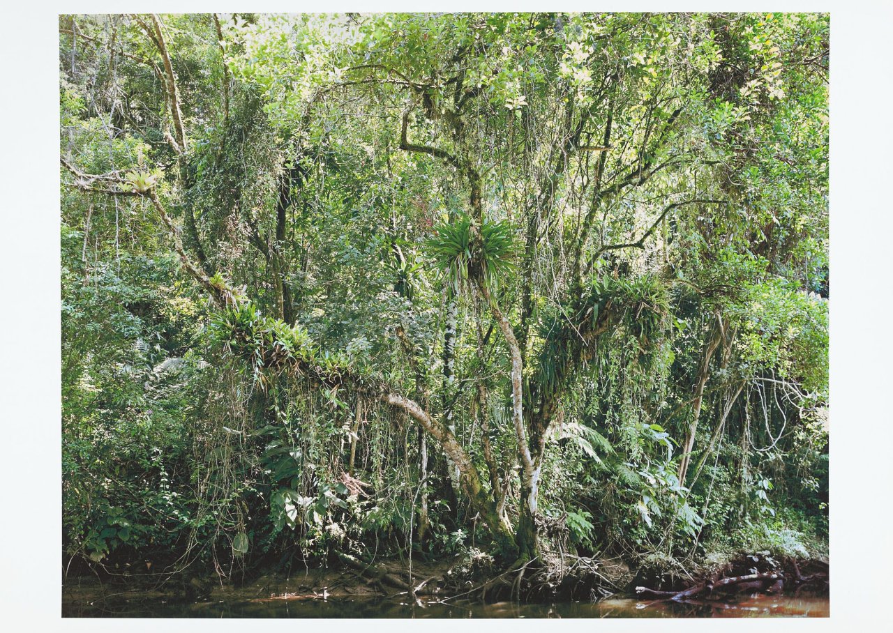 Auf diesem Bild ist das folgende Kunstwerk zu sehen: Thomas Struth. „Paradies “. 2004.
