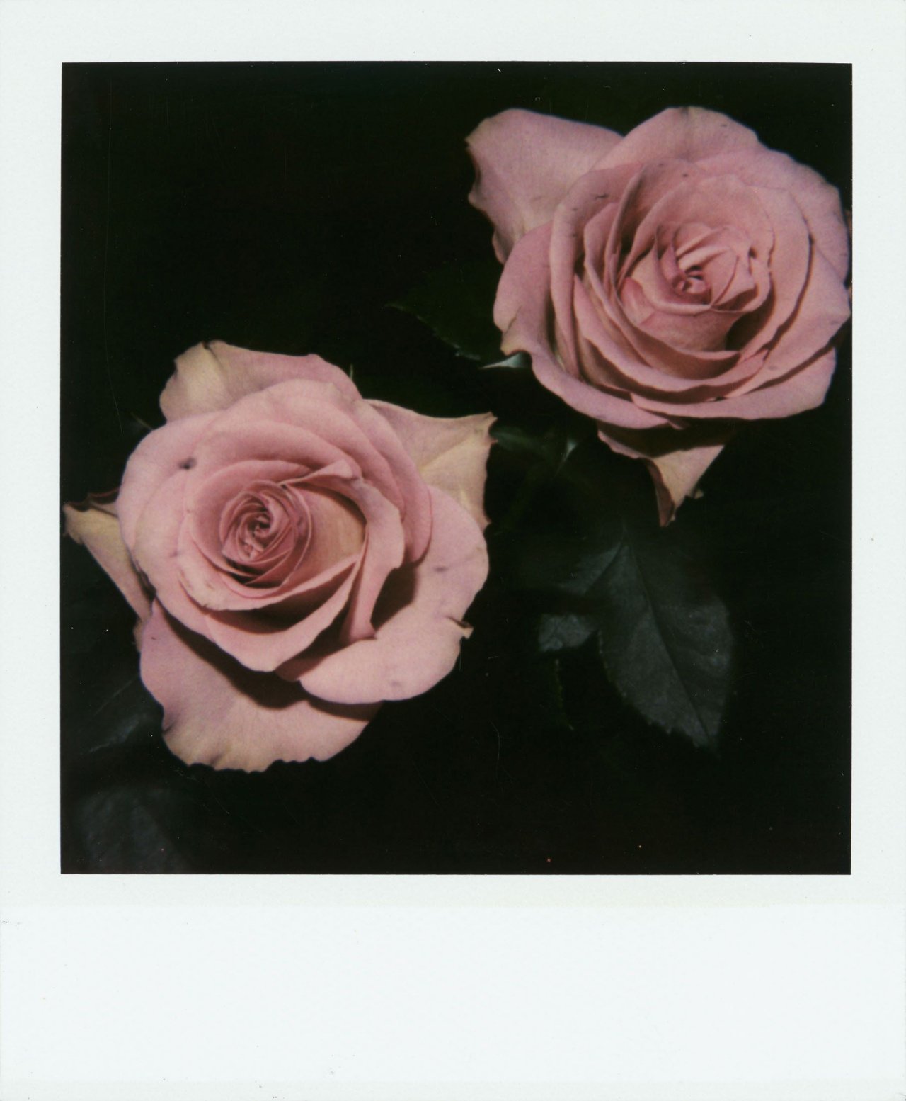 This picture shows the following artwork: Nobuyoshi Araki. Untitled (Violet roses). Circa 2006.