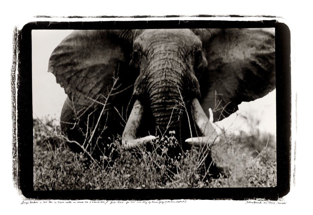 This picture shows the following artwork: Peter Beard. „Large Tusker c. 150 lbs in TSAVO north nr. Block 33 + Ithumba Hill“. 1965.