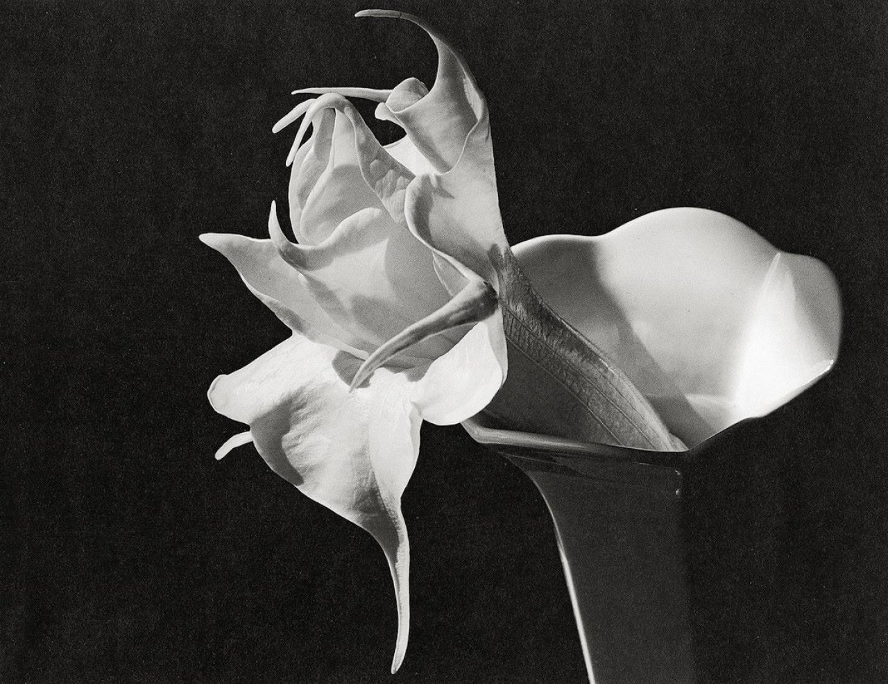 Auf diesem Bild ist das folgende Kunstwerk zu sehen: Imogen Cunningham. Datura. Um 1930.