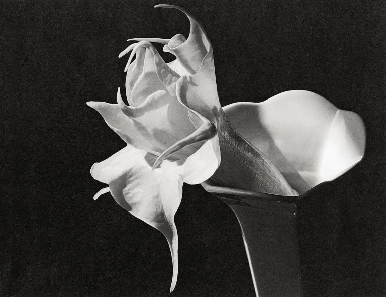 Auf diesem Bild ist das folgende Kunstwerk zu sehen: Imogen Cunningham. Datura. Um 1930.
