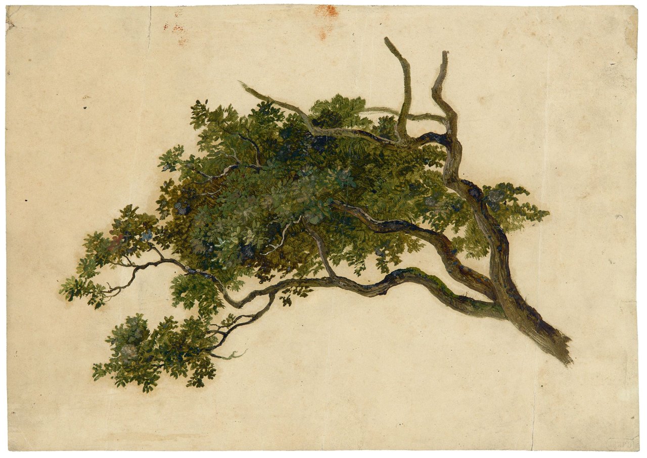 This picture shows the following artwork: Friedrich Gauermann. Studie eines Astes.