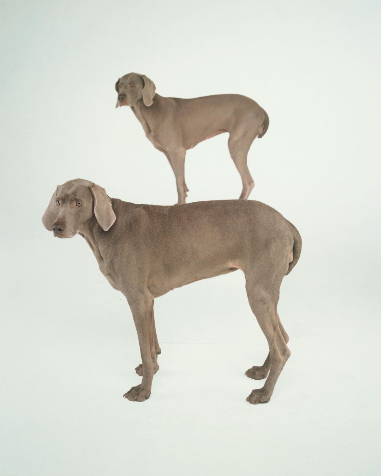 Auf diesem Bild ist das folgende Kunstwerk zu sehen: William Wegman. Dog and Pony. 1997.