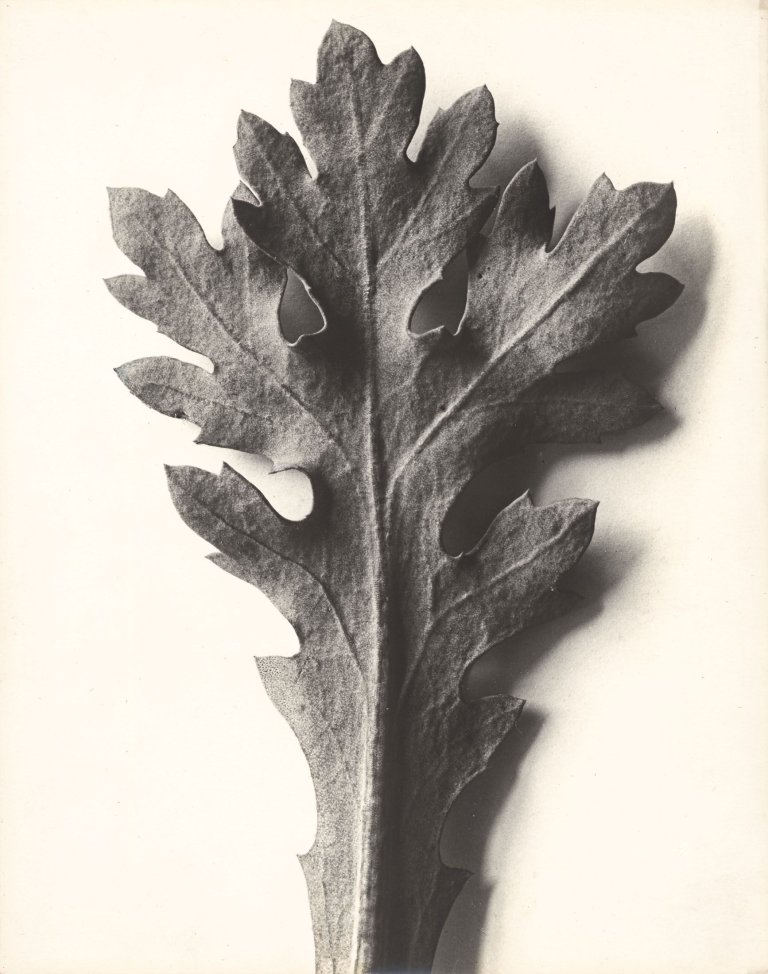 Auf diesem Bild ist das folgende Kunstwerk zu sehen: Karl Blossfeldt. Chrysanthemum segetum, Wucherblume. 1915/25.