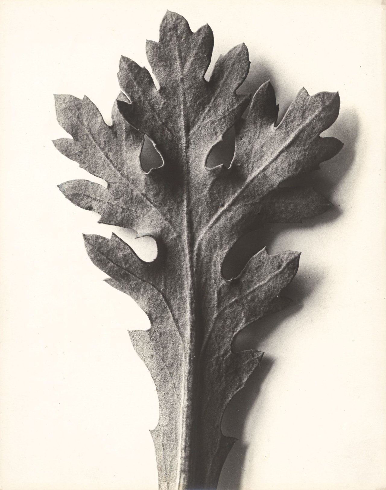 Auf diesem Bild ist das folgende Kunstwerk zu sehen: Karl Blossfeldt. Chrysanthemum segetum, Wucherblume. 1915/25.