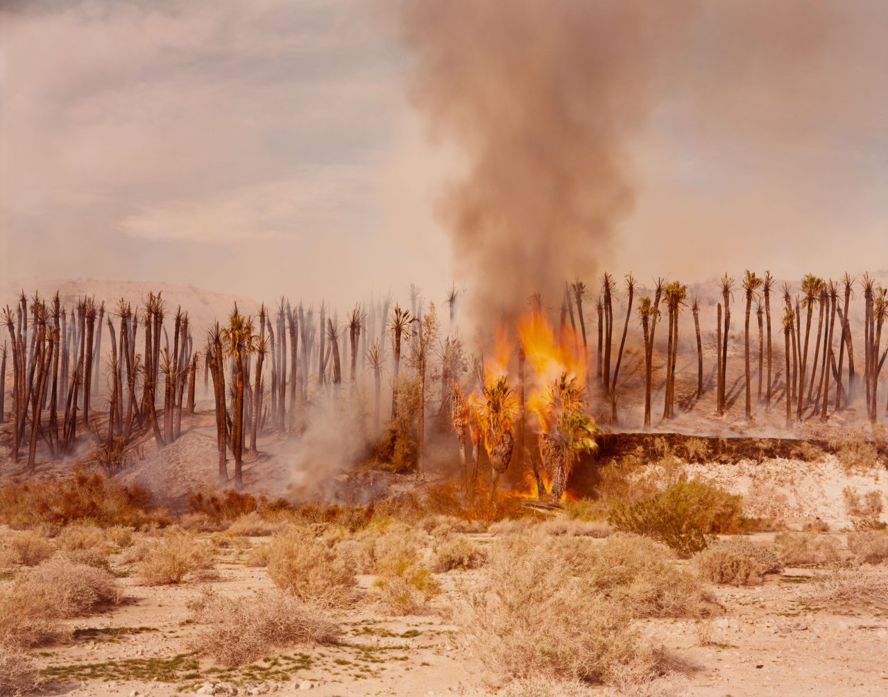 Auf diesem Bild ist das folgende Kunstwerk zu sehen: Richard Misrach. Desert Fire #1 „Burning Palms“, aus der Serie „Desert Canto IV: The Fires“, 1983–1985. 1983.