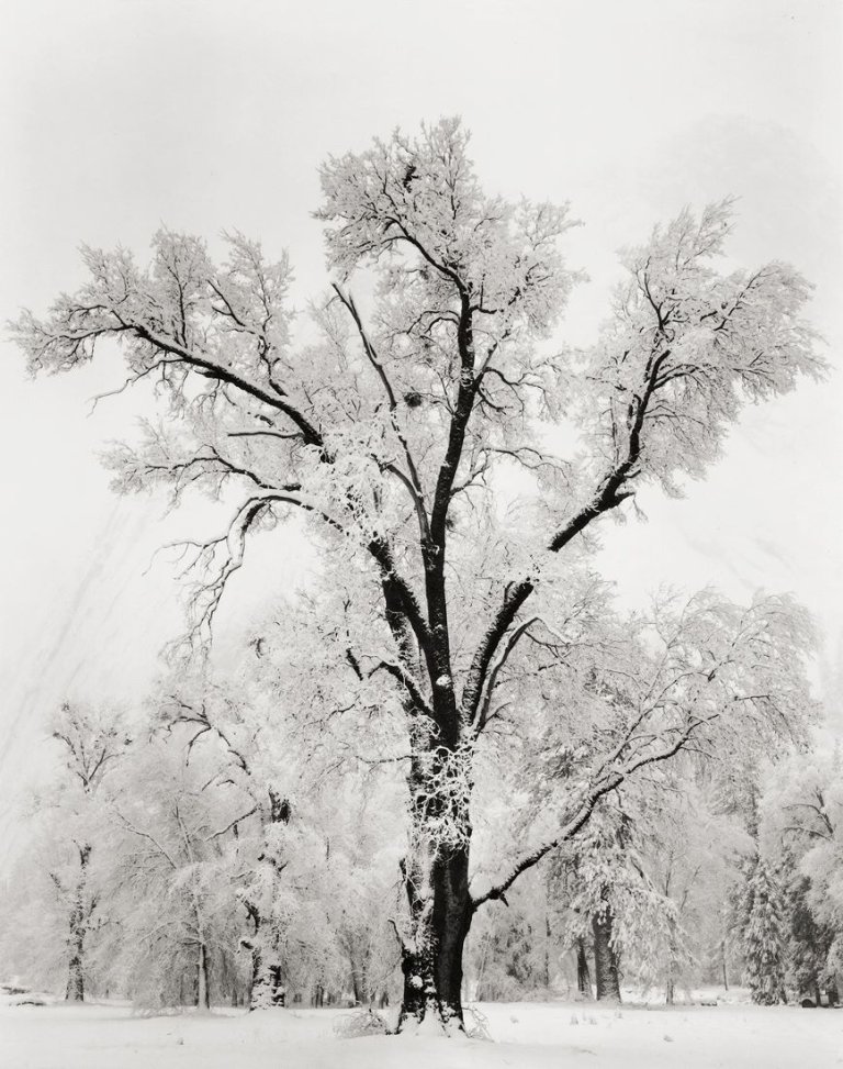 Auf diesem Bild ist das folgende Kunstwerk zu sehen: Ansel Adams. Oaktree, Snowstorm. Yosemite National Park, California. 1948.