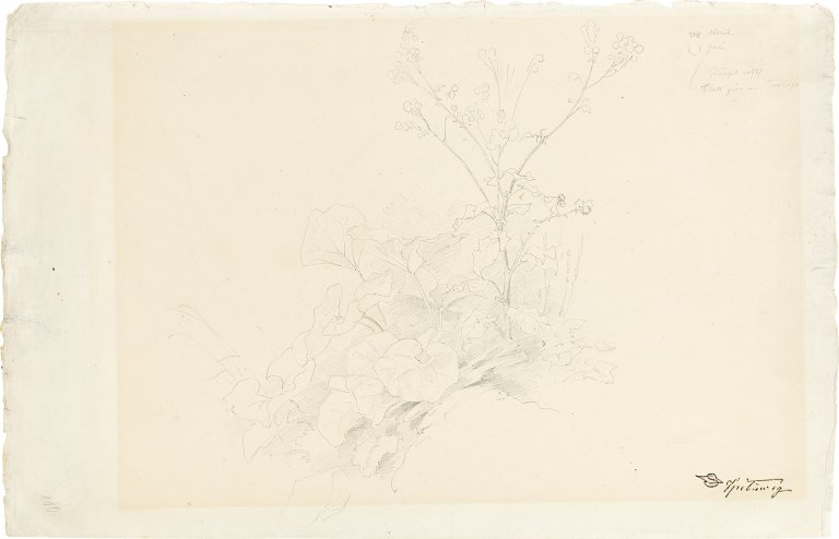 Auf diesem Bild ist das folgende Kunstwerk zu sehen: Carl Spitzweg. Pflanzenstudie.