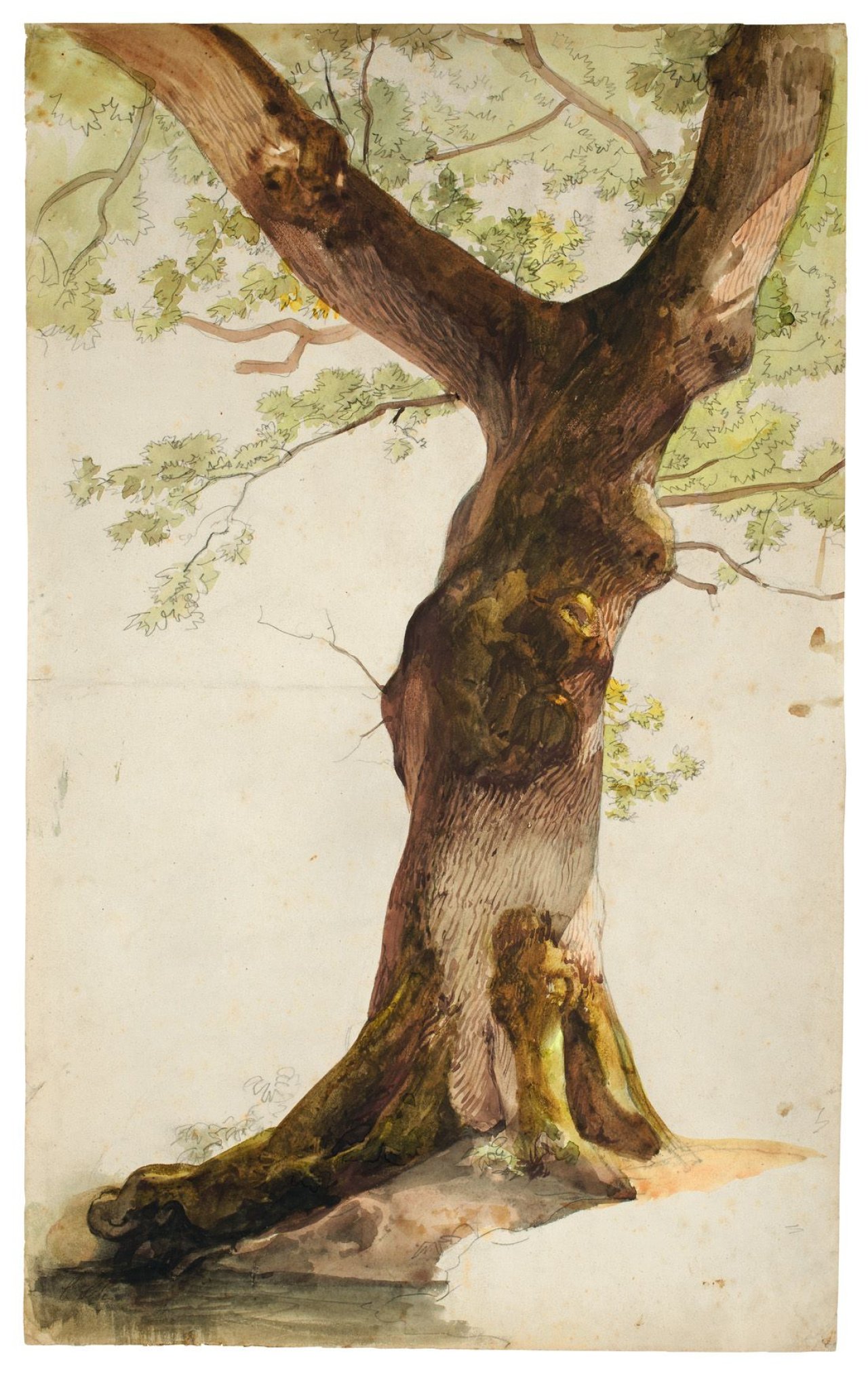 Auf diesem Bild ist das folgende Kunstwerk zu sehen: Caspar Scheuren. Studie einer Eiche. 1830er Jahre.