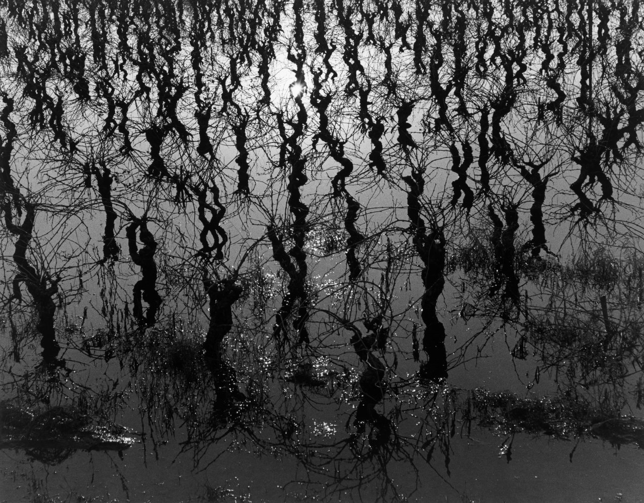 Auf diesem Bild ist das folgende Kunstwerk zu sehen: Lucien Clergue. „Vignes inondées“. 1960.