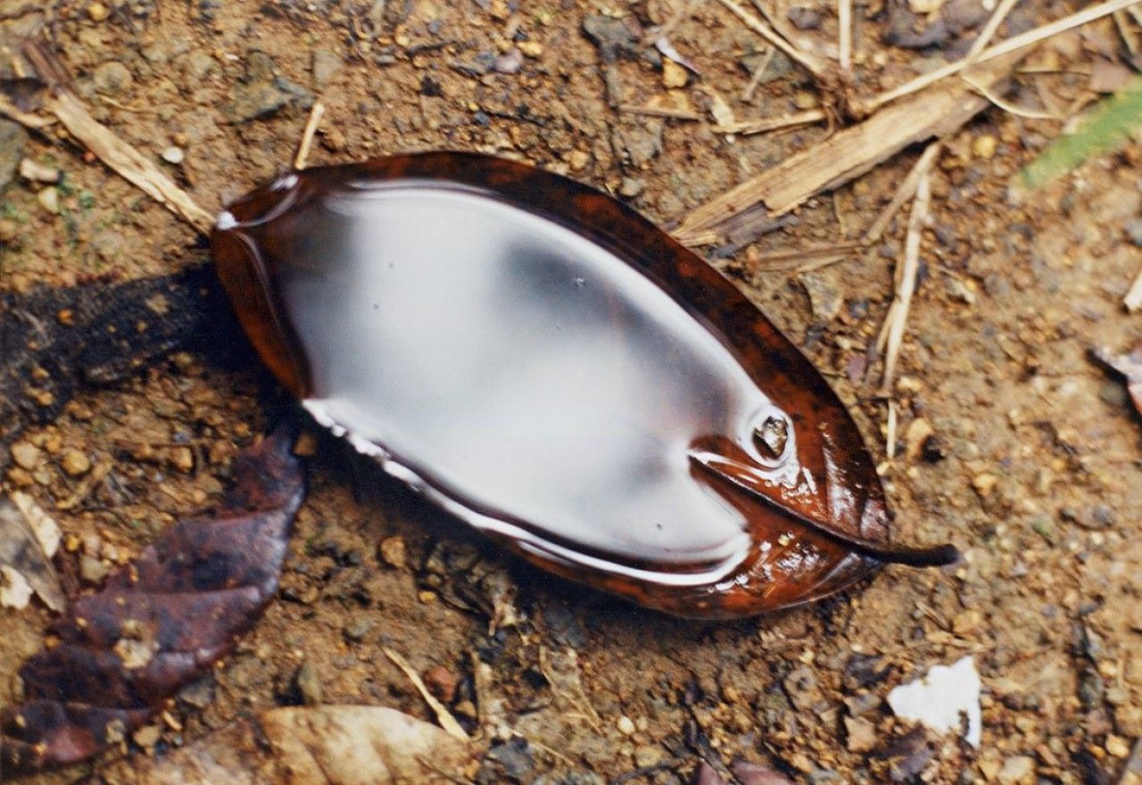 Auf diesem Bild ist das folgende Kunstwerk zu sehen: Wolfgang Tillmans. „Leaf“. 1995/99.
