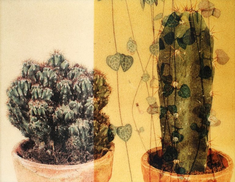 Auf diesem Bild ist das folgende Kunstwerk zu sehen: Rémy Markowitsch. „P 17“ aus: „Nach der Natur (after nature)“. 1993-1997.