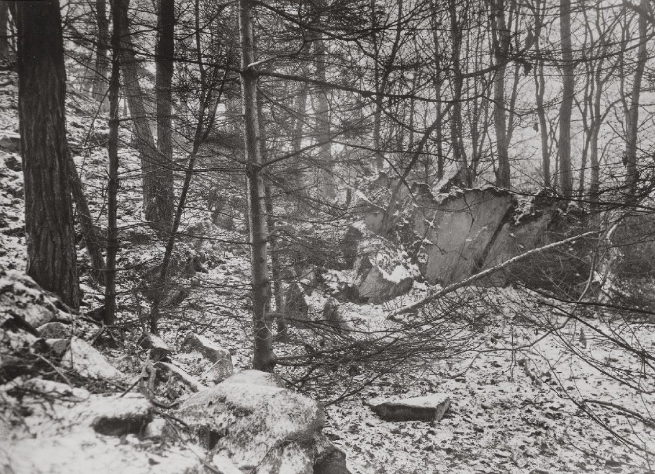 This picture shows the following artwork: August Sander. Ohne Titel (Wald). 1920er–1930er Jahre.