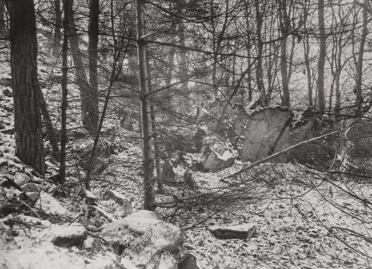 This picture shows the following artwork: August Sander. Ohne Titel (Wald). 1920er–1930er Jahre.