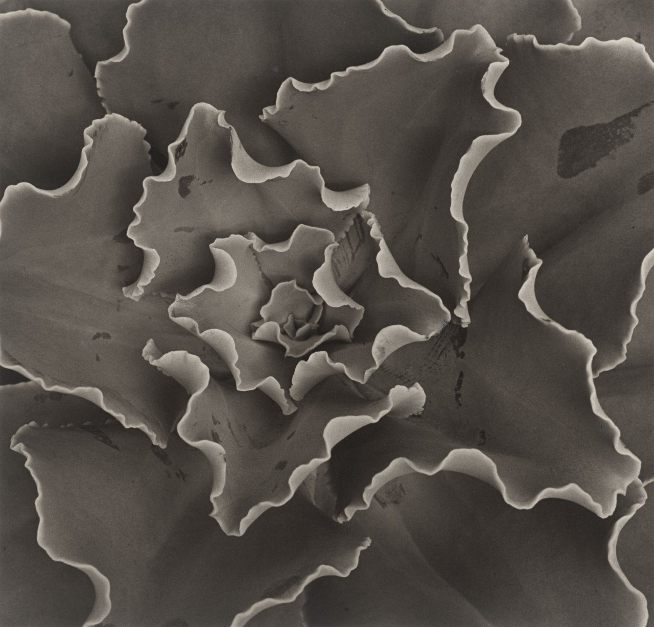 This picture shows the following artwork: Horst P. Horst (i.e. Horst Paul Albert Bohrmann). Echeveria Gibbiflora Crispa. 1945.