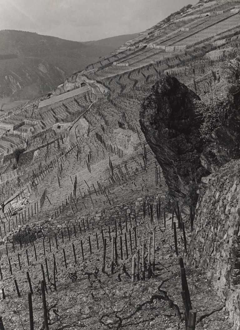 Auf diesem Bild ist das folgende Kunstwerk zu sehen: Albert Renger-Patzsch. „Weinberge am Binger Loch“. Um 1950.