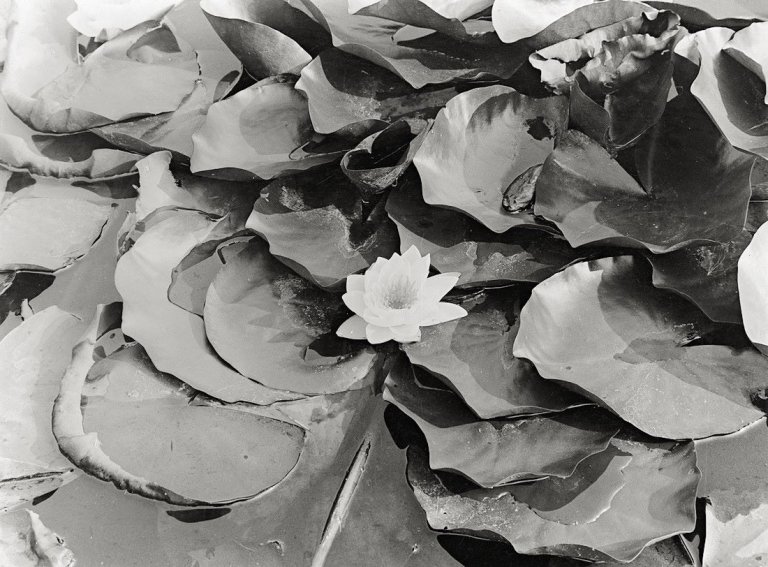 Auf diesem Bild ist das folgende Kunstwerk zu sehen: Albert Renger-Patzsch. Römische Terrasse: Blühende Seerose / Römische Terrasse: Teichrosen. 1928.