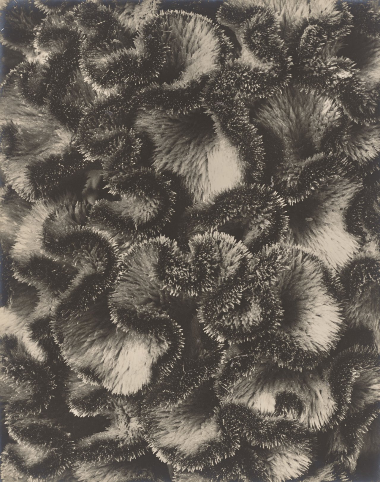 Auf diesem Bild ist das folgende Kunstwerk zu sehen: Karl Blossfeldt. Celosia cristata, Hahnenkamm, Teil eines Blütenknäuels. 1915/25.
