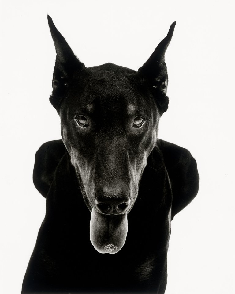 Auf diesem Bild ist das folgende Kunstwerk zu sehen: Walter Schels. „Dobermann“. 1990.