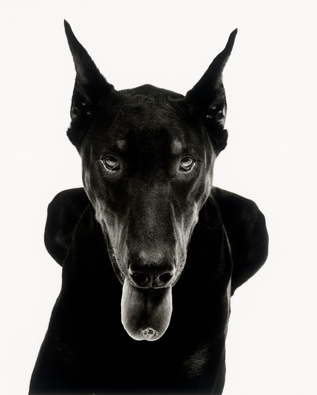 Auf diesem Bild ist das folgende Kunstwerk zu sehen: Walter Schels. „Dobermann“. 1990.