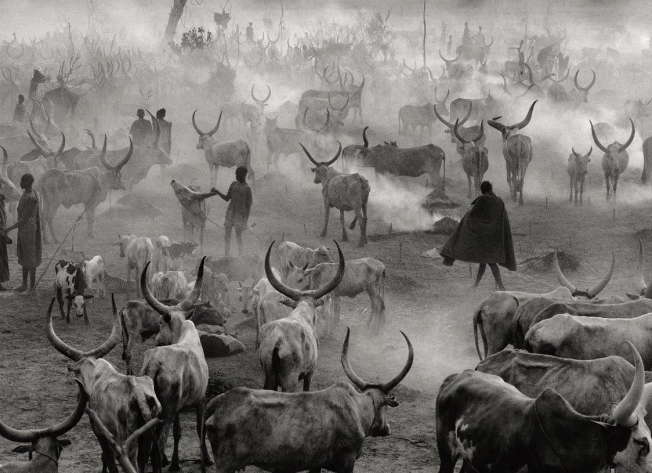 This picture shows the following artwork: Sebastião  Salgado. „Sud-Soudan“ (Dinka Rinderherde in Amak). 2006.