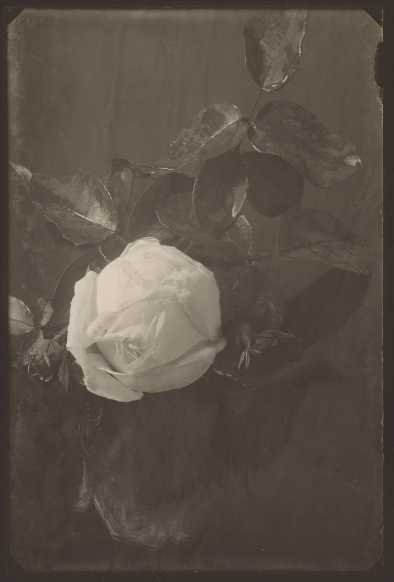 Auf diesem Bild ist das folgende Kunstwerk zu sehen: Josef Sudek. Weiße Rose. 1954.