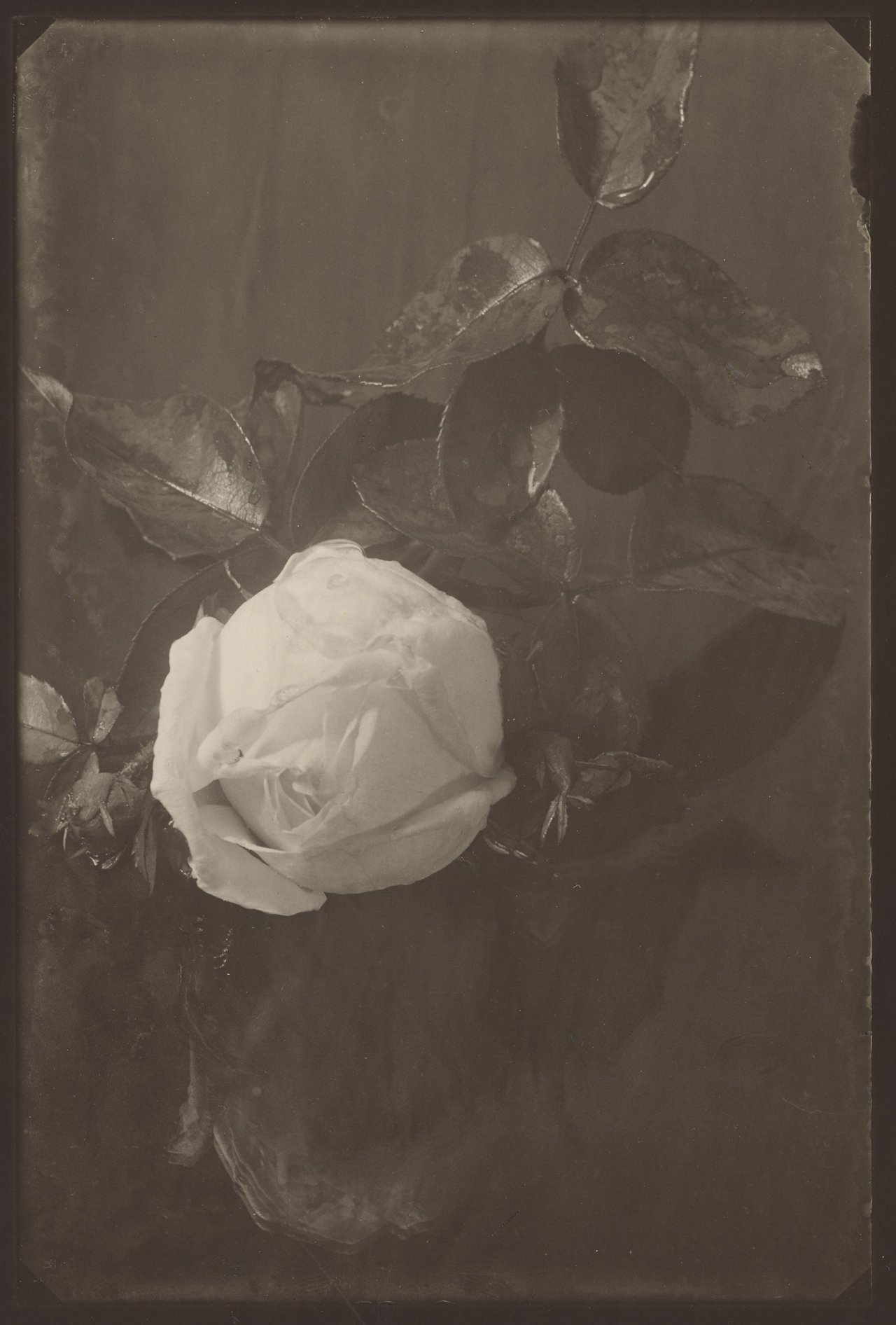 Auf diesem Bild ist das folgende Kunstwerk zu sehen: Josef Sudek. Weiße Rose. 1954.