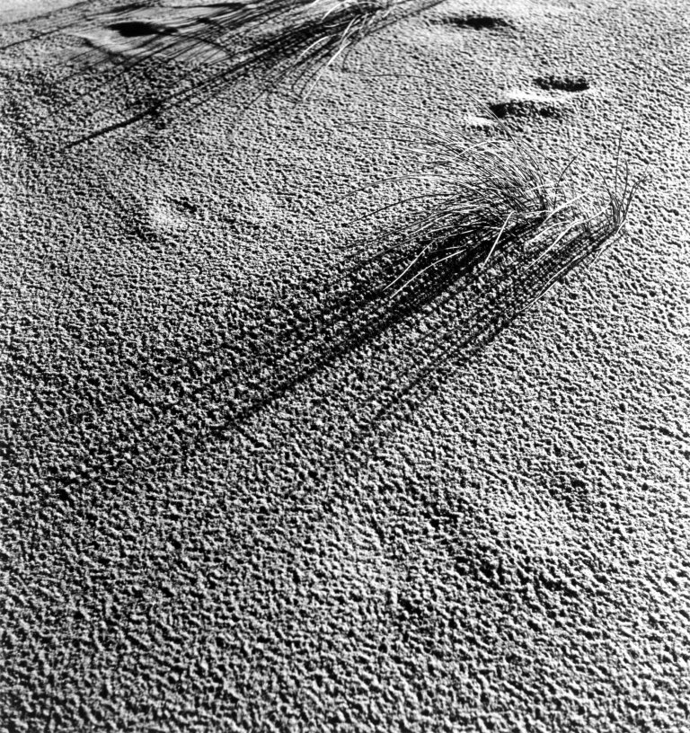 Auf diesem Bild ist das folgende Kunstwerk zu sehen: Bleicke Bleicken. Dünenhalme, Sylt. 1931/35.