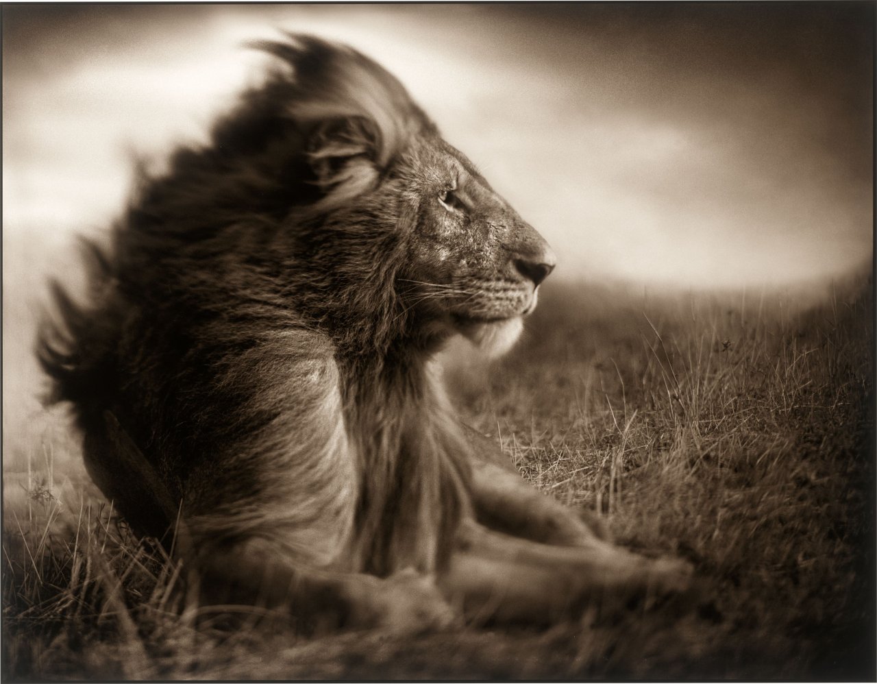 Auf diesem Bild ist das folgende Kunstwerk zu sehen: Nick Brandt. Lion Before Storm II, Sitting Profile, Masai Mara. 2006.