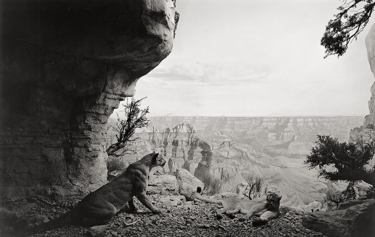 Auf diesem Bild ist das folgende Kunstwerk zu sehen: Hiroshi Sugimoto. „Mountain Lion“, aus der Serie „Dioramas“. 1980 .