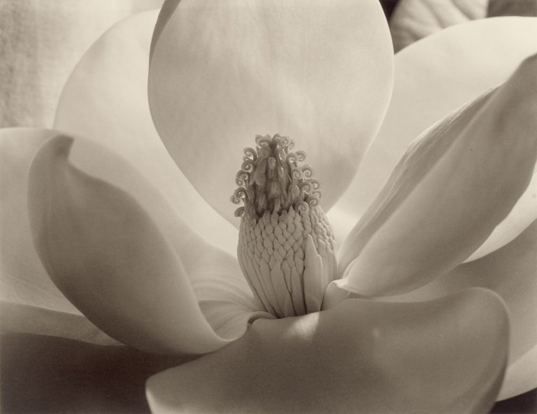 Auf diesem Bild ist das folgende Kunstwerk zu sehen: Imogen Cunningham. Magnolia Blossom. 1925.