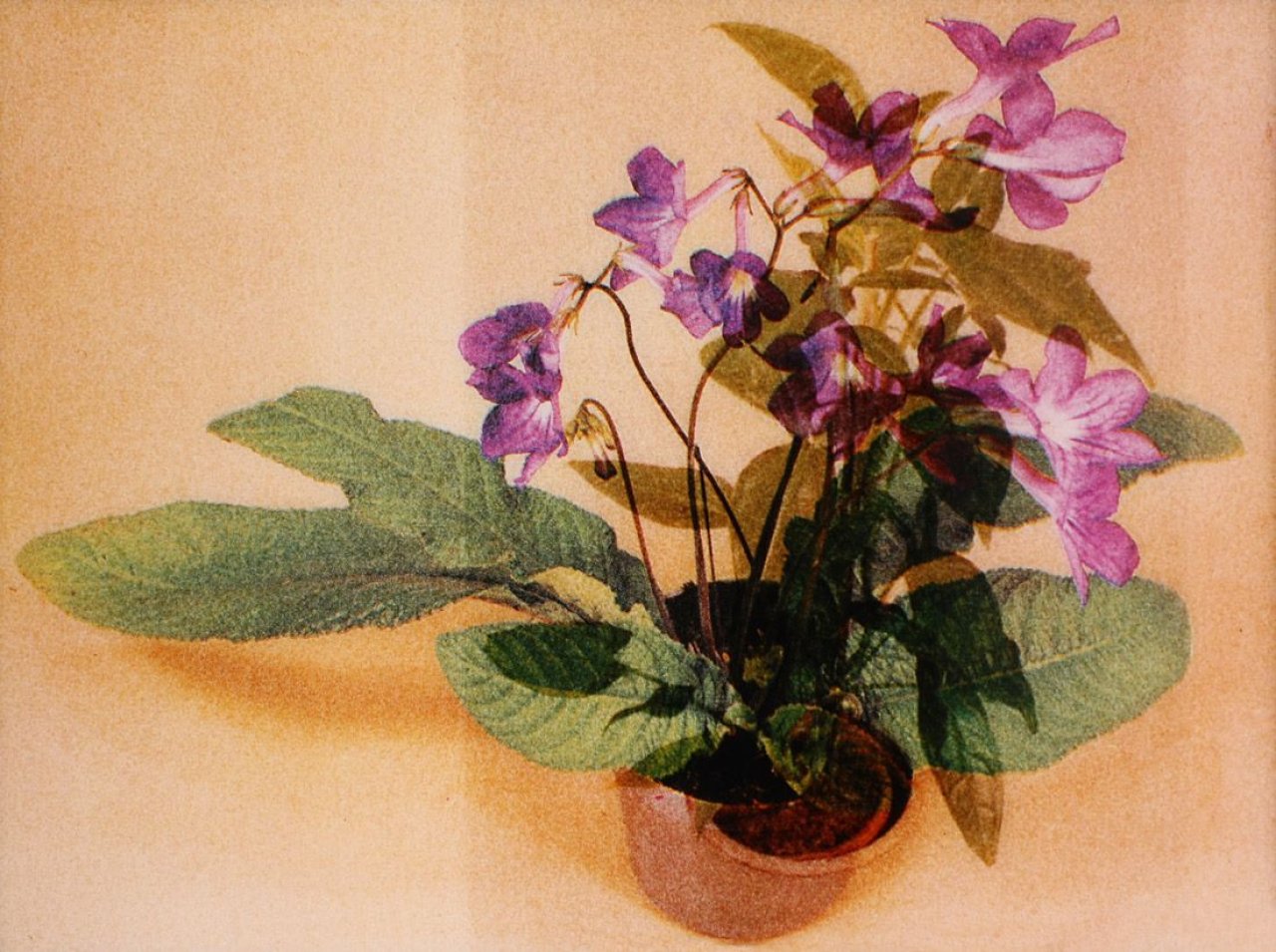 Auf diesem Bild ist das folgende Kunstwerk zu sehen: Rémy Markowitsch. „P21“ aus: „Nach der Natur (After Nature)“. 1993.