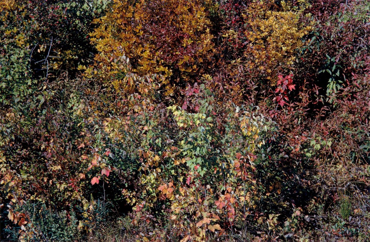 Auf diesem Bild ist das folgende Kunstwerk zu sehen: Harry Callahan. Providence. 1962.