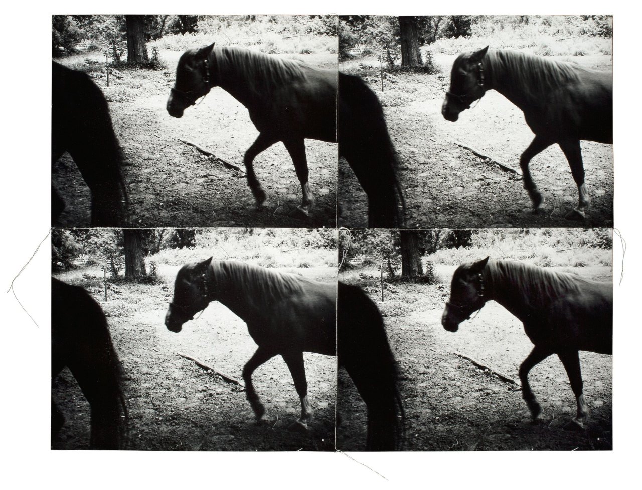 Auf diesem Bild ist das folgende Kunstwerk zu sehen: Andy Warhol. Horses. 1986.