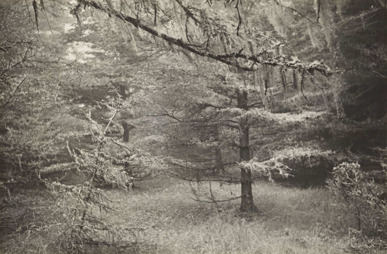 Auf diesem Bild ist das folgende Kunstwerk zu sehen: Ellen Auerbach (d.i. Ellen Rosenberg). „Gott's Island, Me.“. 1947.