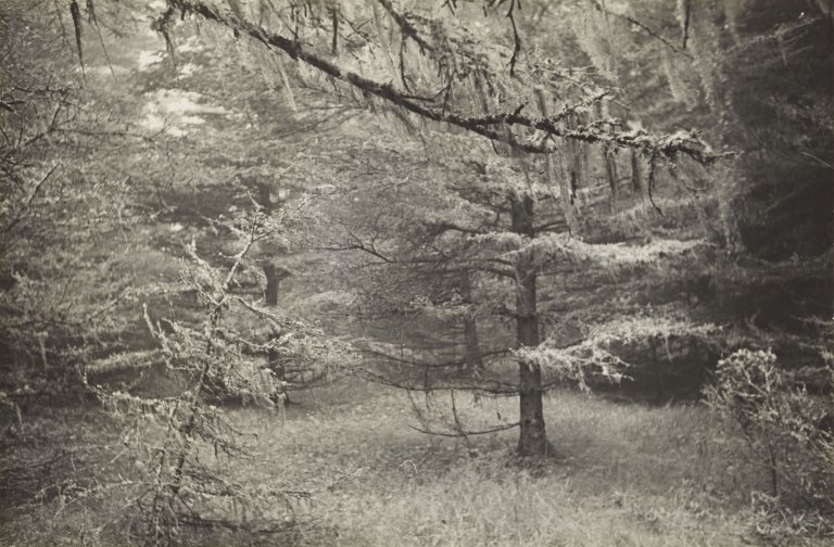 Auf diesem Bild ist das folgende Kunstwerk zu sehen: Ellen Auerbach (d.i. Ellen Rosenberg). „Gott's Island, Me.“. 1947.