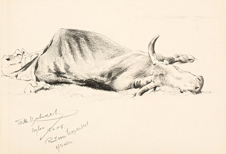 Auf diesem Bild ist das folgende Kunstwerk zu sehen: Wilhelm Kuhnert. „Rind vom Leoparden gerissen“. 1906.