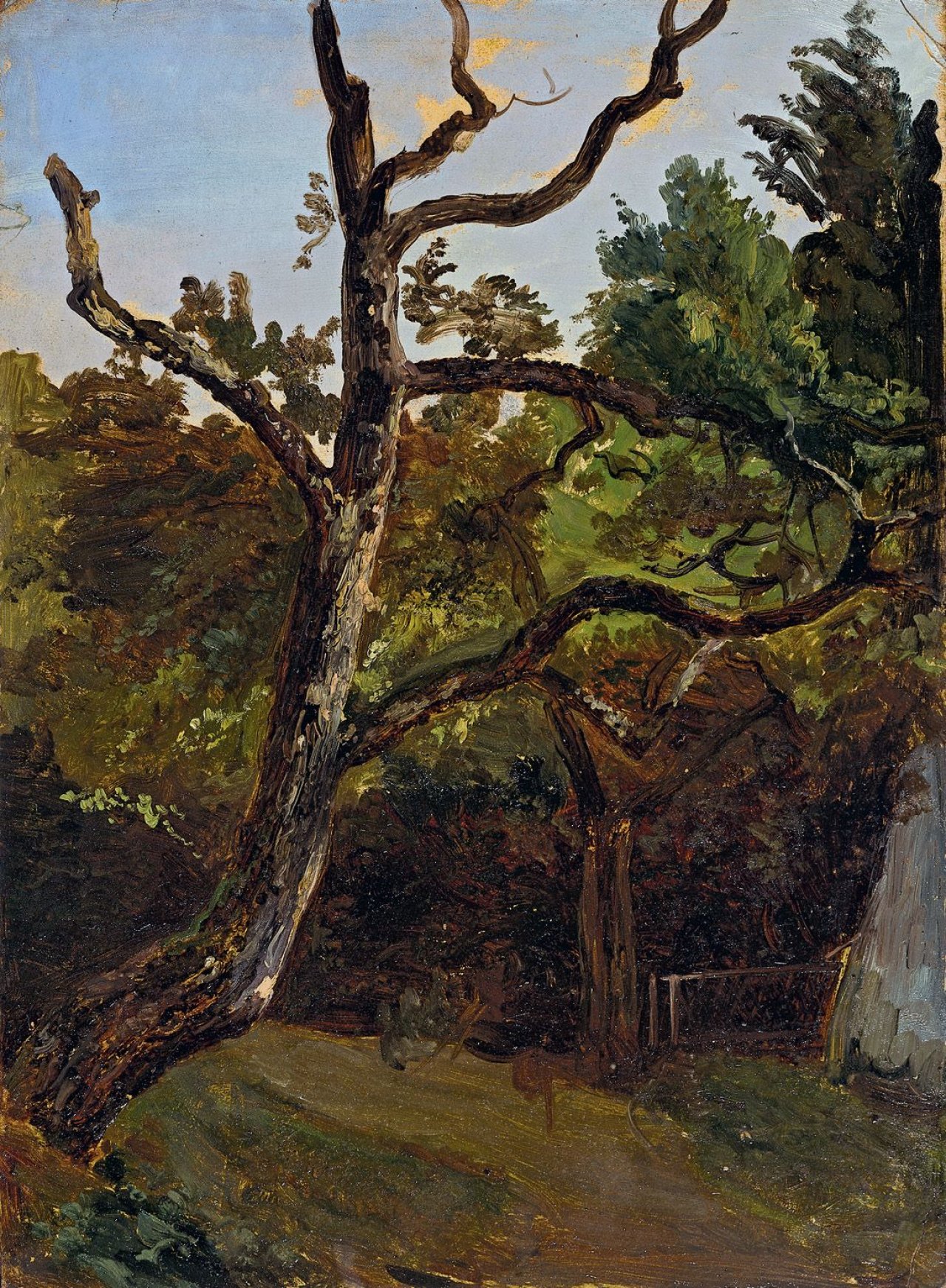 Auf diesem Bild ist das folgende Kunstwerk zu sehen: Christian Friedrich Gille. Baumstudie. Um 1845/55.