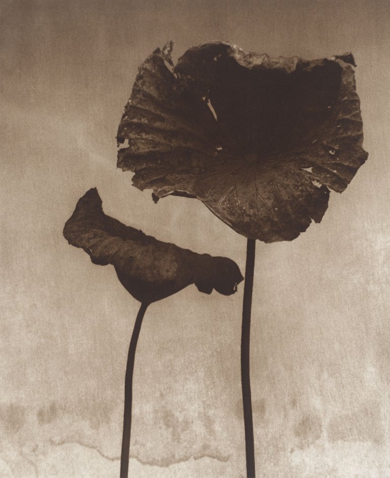 Auf diesem Bild ist das folgende Kunstwerk zu sehen: John Stewart. Two Lotus Leaves, Sri Lanka. 1995.