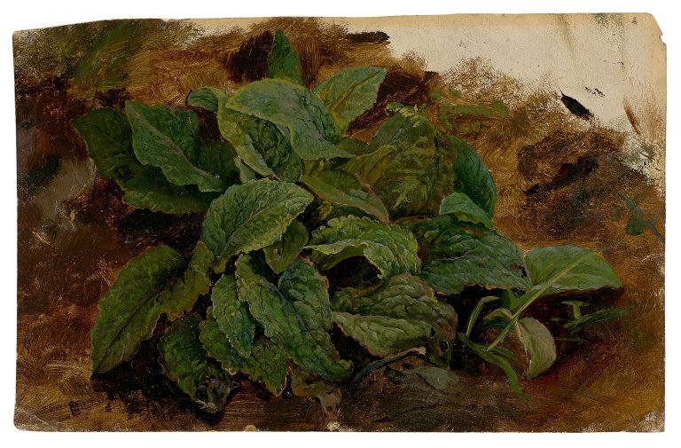 Auf diesem Bild ist das folgende Kunstwerk zu sehen:  Deutsch, um 1830. Pflanzenstudie.