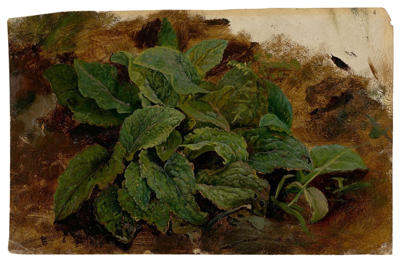 Auf diesem Bild ist das folgende Kunstwerk zu sehen:  Deutsch, um 1830. Pflanzenstudie.